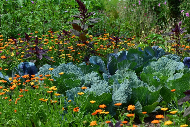 Herb Growing 101