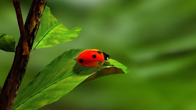 Beneficial Insects